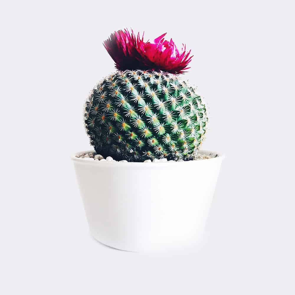 cactus4 free img cactus4 free img